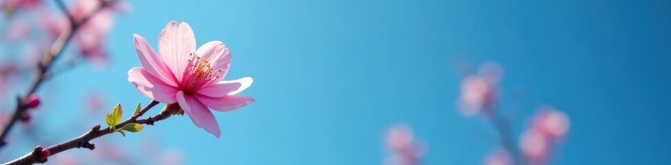 Fototapeta premium A single plum blossom against the vast blue expanse, stillness, quietude