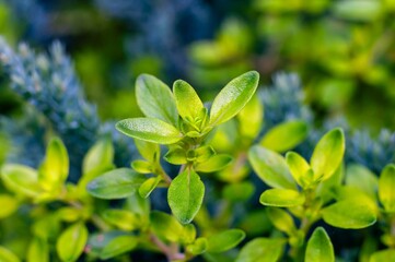 Close-up of vibrant green thyme leaves, showcasing their texture and fresh appearance