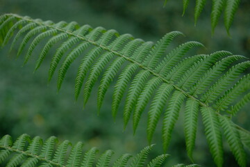 Green fern with a natural background. Indonesian call it pakis