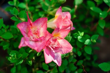 Close-up view of three vibrant pink freesia flowers blooming amidst lush green foliage