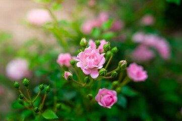 A delicate pink rose in full bloom, surrounded by green leaves and other rosebuds