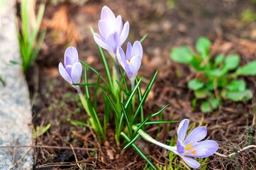 Sunlit crocuses with soft focus and a blurred bokeh backdrop creating a serene effect.