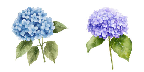Beautiful Blue and Purple Hydrangea Flowers in Soft Watercolor Style isolated on a transparent background.
