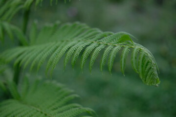 Green fern with a natural background. Indonesian call it pakis © Erhan