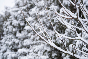 Beautiful winter natural landscape, winter in the park and garden, snow on plants.