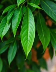 Vibrant green leaves in a lush tropical setting showcasing nature's beauty