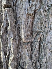 bark of a tree texture background 