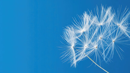 Fototapeta premium Delicate Dandelion Seeds Soaring Against a Vibrant Blue Sky