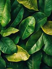 Obraz premium Lush tropical green leaves creating a vibrant and natural background, vibrant, background