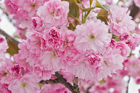 Sakura flowers close-up. Spring sakura trees with pink flowers.