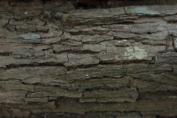 bark of a tree