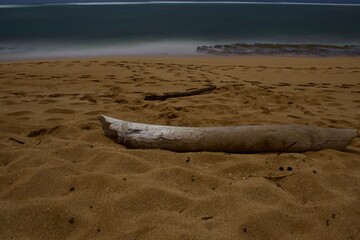 dead tree on the beach