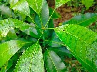 green leaf with water drops