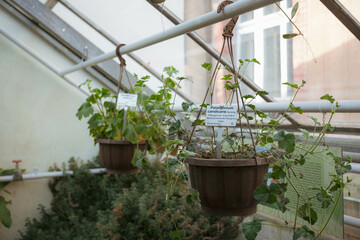 Plantas colgando en un invernadero