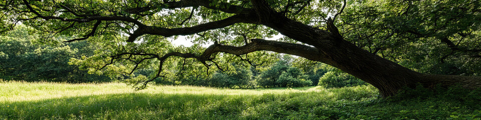 Fototapeta premium Large Deciduous Tree Overgrown Field and Woodland