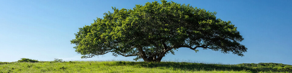 Fototapeta premium Large Deciduous Tree on Grassy Hilltop under Clear Sky