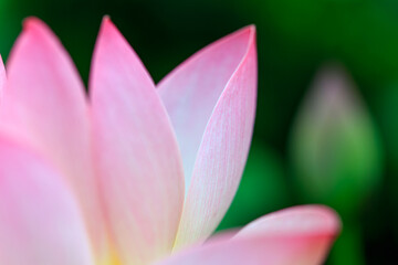 Fototapeta premium 蓮の花