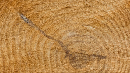 Naklejka premium Photos of wooden surface for background.