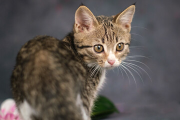 Fototapeta premium A close-up portrait of a striped kitten. Studio shooting, dark background.