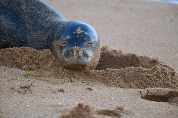 Hawaiin Monk seal resting on the beach