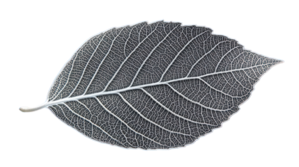 Detailed leaf veins macro, contrasting textures, organic shape, nature's intricacy, detailed pattern, botanical study, leaf anatomy, grayscale leaf