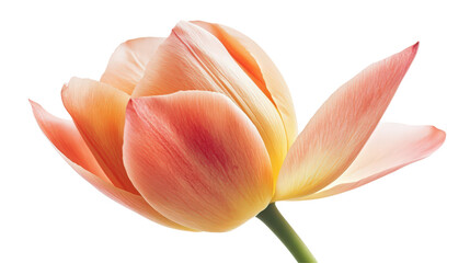 Peach tulip blossom unfolding against white. Soft focus, delicate petals. Floral elegance. Macro spring bloom on plain background. Isolated.