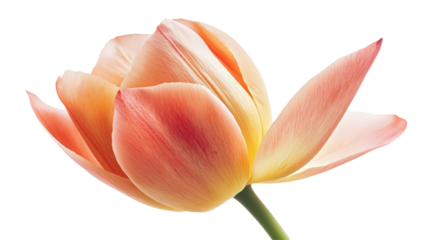 Peach tulip blossom unfolding against white. Soft focus, delicate petals. Floral elegance. Macro spring bloom on plain background. Isolated.