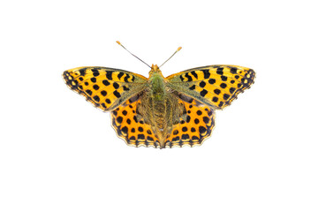 orange butterfly Argynnis paphia isolated on white