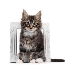 Charismatic black tabby Maine Coon cat kitten, sitting up facing front through white picture frame. Looking curious towards camera. Isolated on a white background.