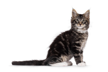 Charismatic black tabby Maine Coon cat kitten, sitting up side ways. Looking curious towards camera. Isolated on a white background.
