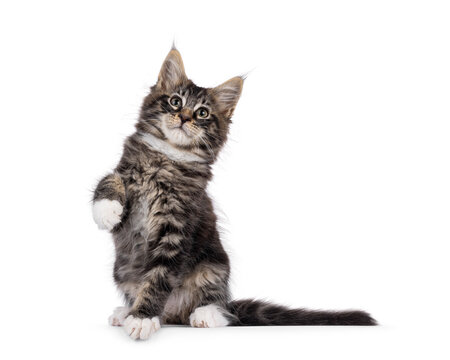 Charismatic black tabby Maine Coon cat kitten, sitting up facing front with one paw payful in air. Looking curious above camera. Isolated on a white background.