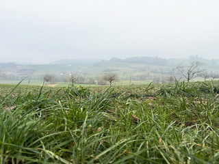 Green fields in the countryside, covered by a light morning fog. A mystical atmosphere and fresh air create a sense of peace and solitude. A landscape where nature awakens, ready for a new day. High