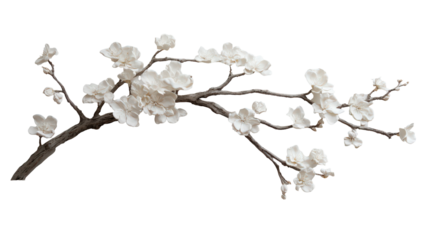 Branch blooms with white flowers, delicate spring blossoms, botanical, floral, isolated, macro shot, seasonal, nature, beautiful, elegant, clean backdrop