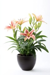 Elegant lilium plant in a modern pot creating a serene atmosphere for any interior decor