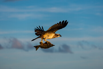 A bird flying with fish captured on its leg.