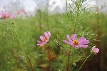 コスモス畑のコスモス