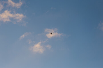 A bird flying high on the blue sky.