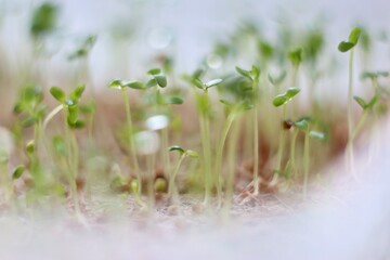 Young green shoots of microgreens. Beginning of spring. Spring vibe.
