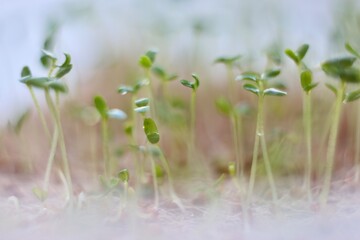 Young green shoots of microgreens. Beginning of spring. Spring vibe.