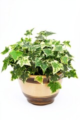 Fototapeta premium Vibrant Hedera helix variegata displays its lush foliage in a stylish pot against a clean white background