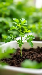 Vibrant Green Parsley Seedling Sprouting Upward with Lush Foliage