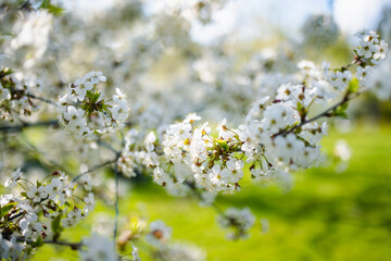 Beautiful cherry tree blossoming on spring. Beauty in nature. Tender cherry branches on spring day outdoors.