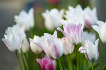 Colorful tulips grow in flower bed in the spring garden. Beautiful nature.