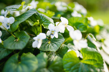 Fresh white viola canadensis on green leaves background. White viola on sunny spring day. Blooming bush of white violets.