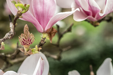 Detail  Magnolienblüte mit Fruchtzapfen und abgefallenen Blütenblättern vor unscharfem Hintergrund
