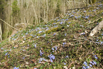 Blossoming hepatica flower in early spring in forest.