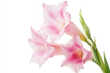 Fototapeta premium Beautiful gladiolus blooms in soft pink hues isolated on a bright background showcasing delicate floral elegance and detail