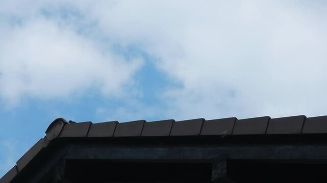 Bird Common blackbird, Turdus merula on top of roof with sound of spring birdsong and trill on weather with blue sky and white clouds - real time. Topics: ornithology, animal, sky space, free, season