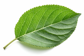 Fototapeta premium A vibrant green leaf with a textured surface, showcasing its natural beauty and intricate vein patterns.