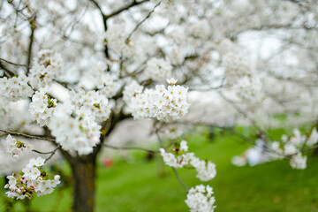 Beautiful cherry tree blossoming on spring. Beauty in nature. Tender cherry branches on spring day outdoors.